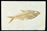 Bargain, Fossil Fish (Diplomystus) - Wyoming #171234-1